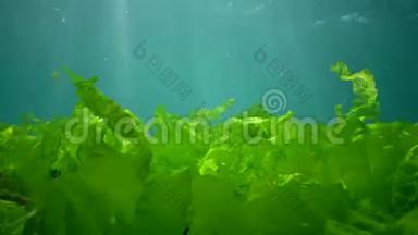 黑海的水下景观。 阳光下海底的绿<strong>藻</strong>、红<strong>藻</strong>和褐<strong>藻</strong>
